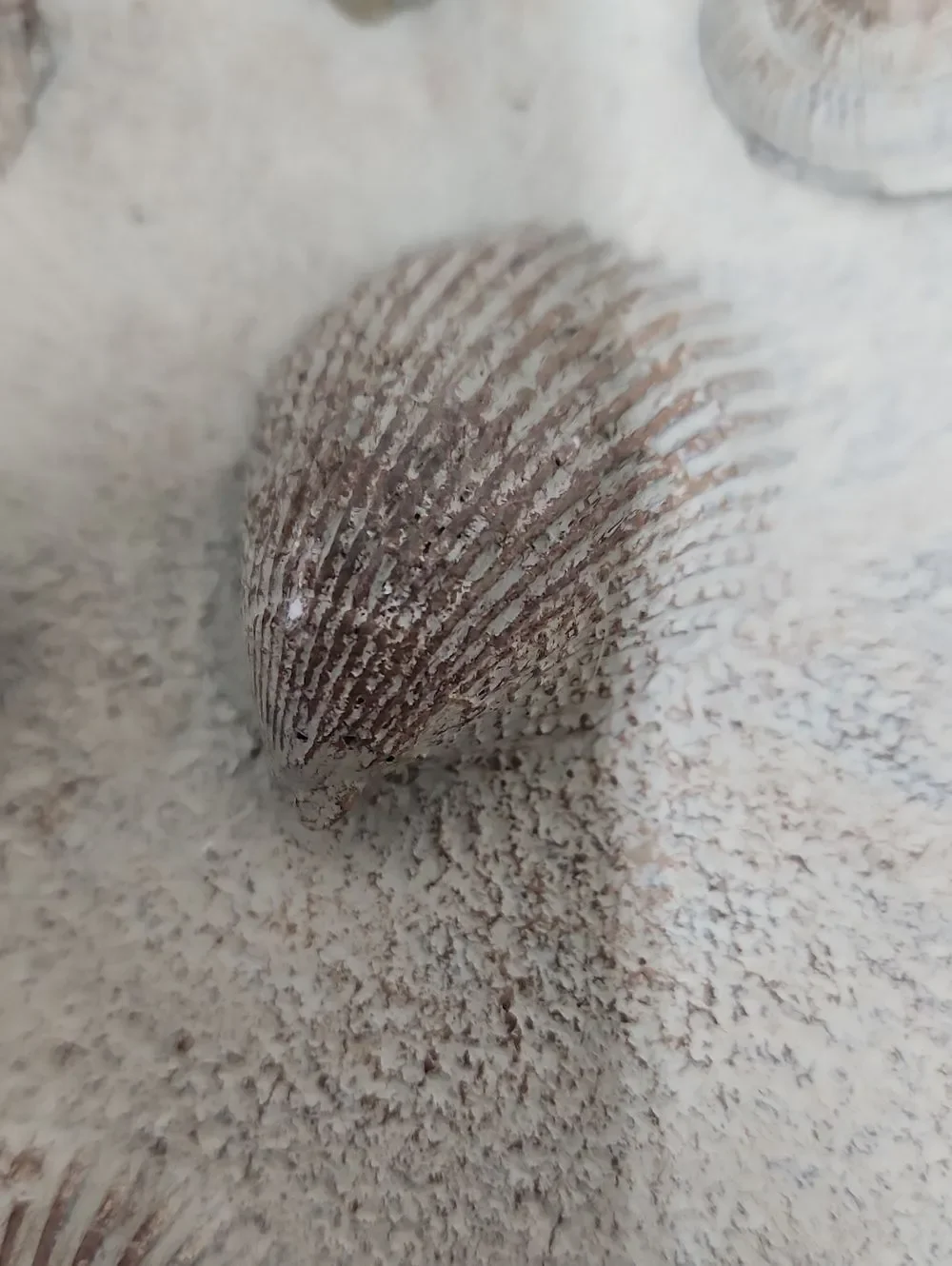 Textured Neutral Tone Seashell Vase Beach House Coastal